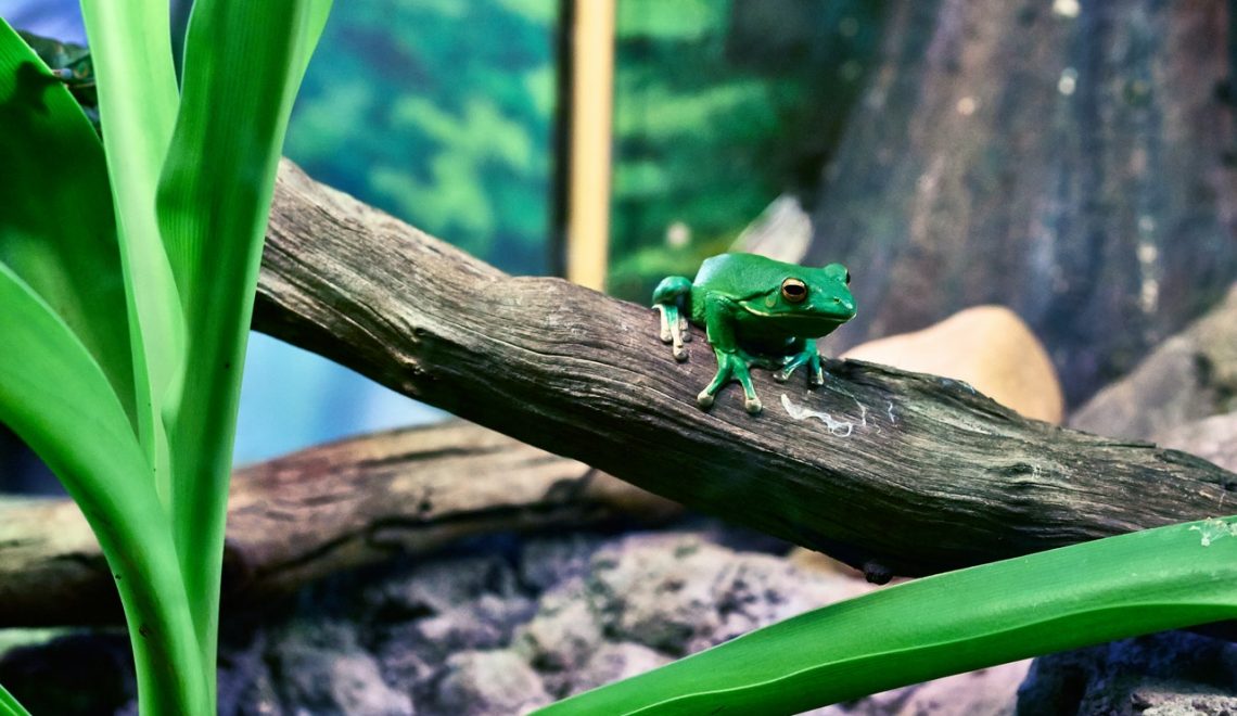 Eat that Frog-Methode – Vermeide Prokrastination